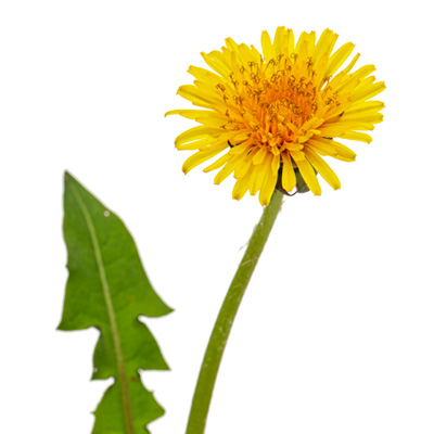 Pitypang